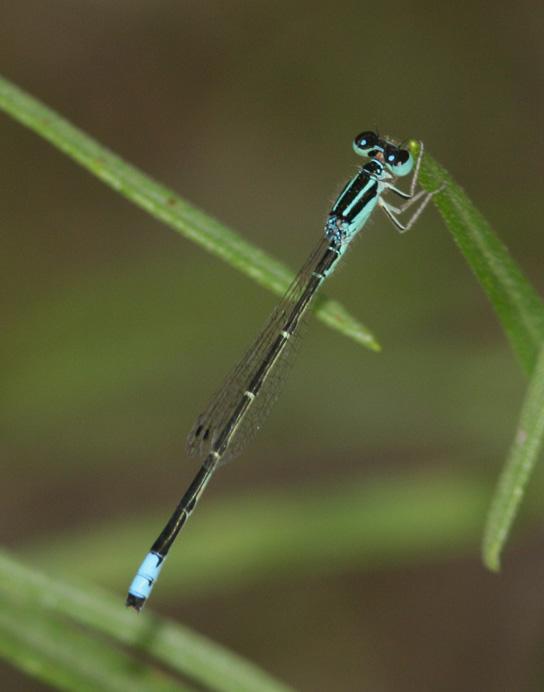 Mexican Forktail Photo by Terry Hibbitts