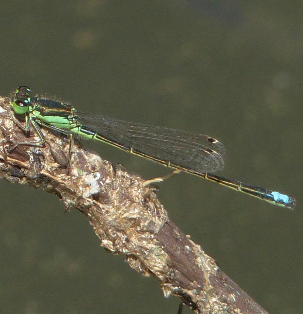 Black-fronted Forktail Photo by David Bell