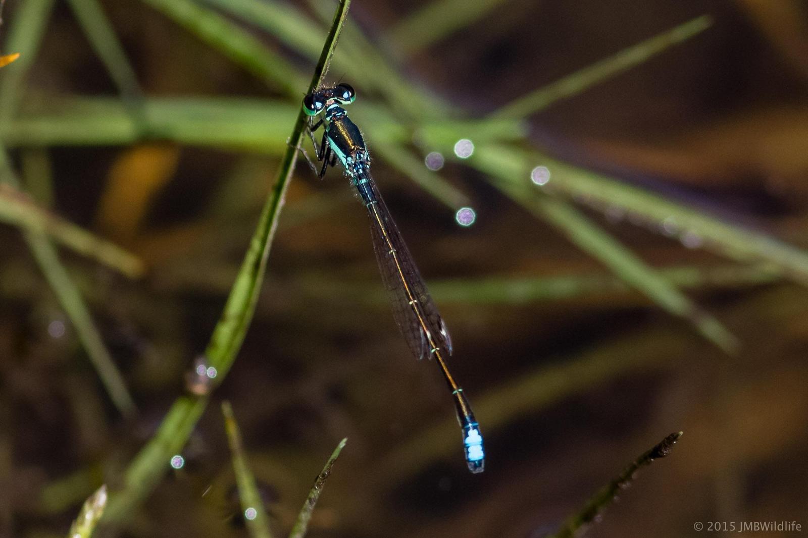 Black-fronted Forktail Photo by Jeff Bray