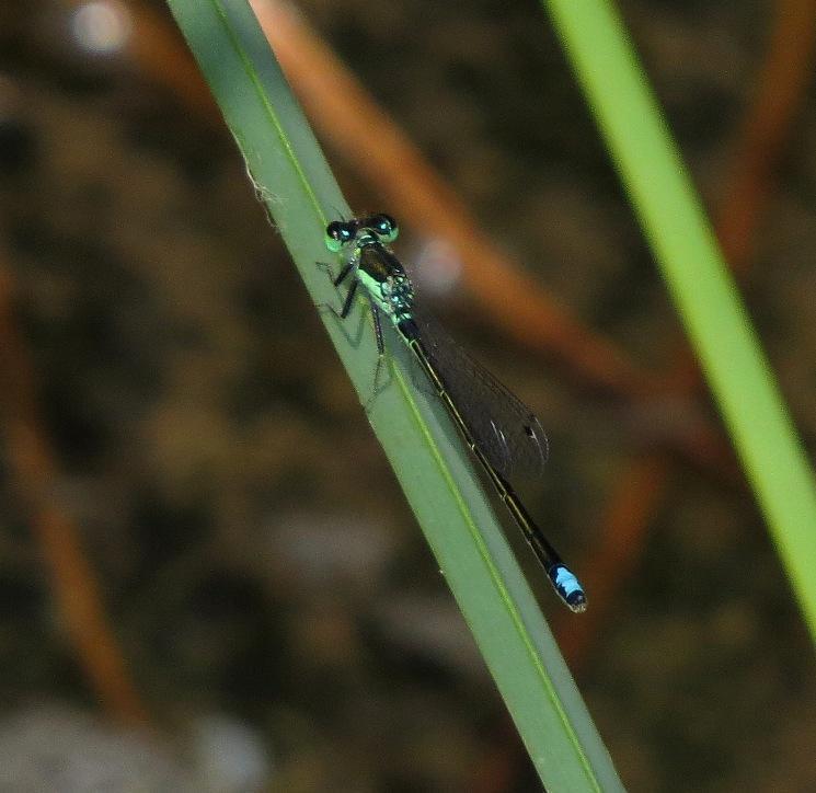 Black-fronted Forktail Photo by Victor Fazio