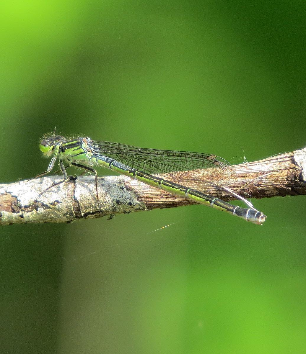 Swift Forktail Photo by Dennis Paulson