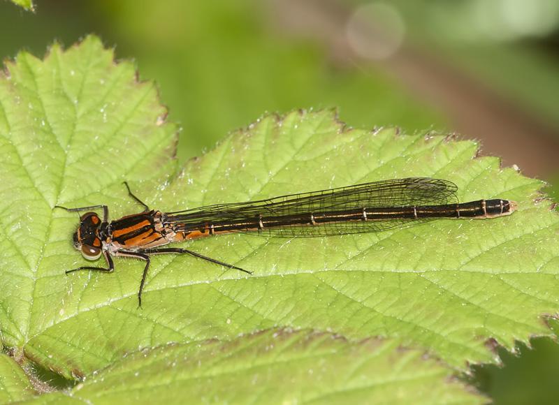 Swift Forktail Photo by Jim Johnson