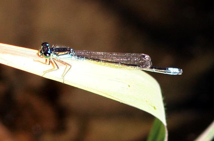 San Francisco Forktail Photo by John Sterling