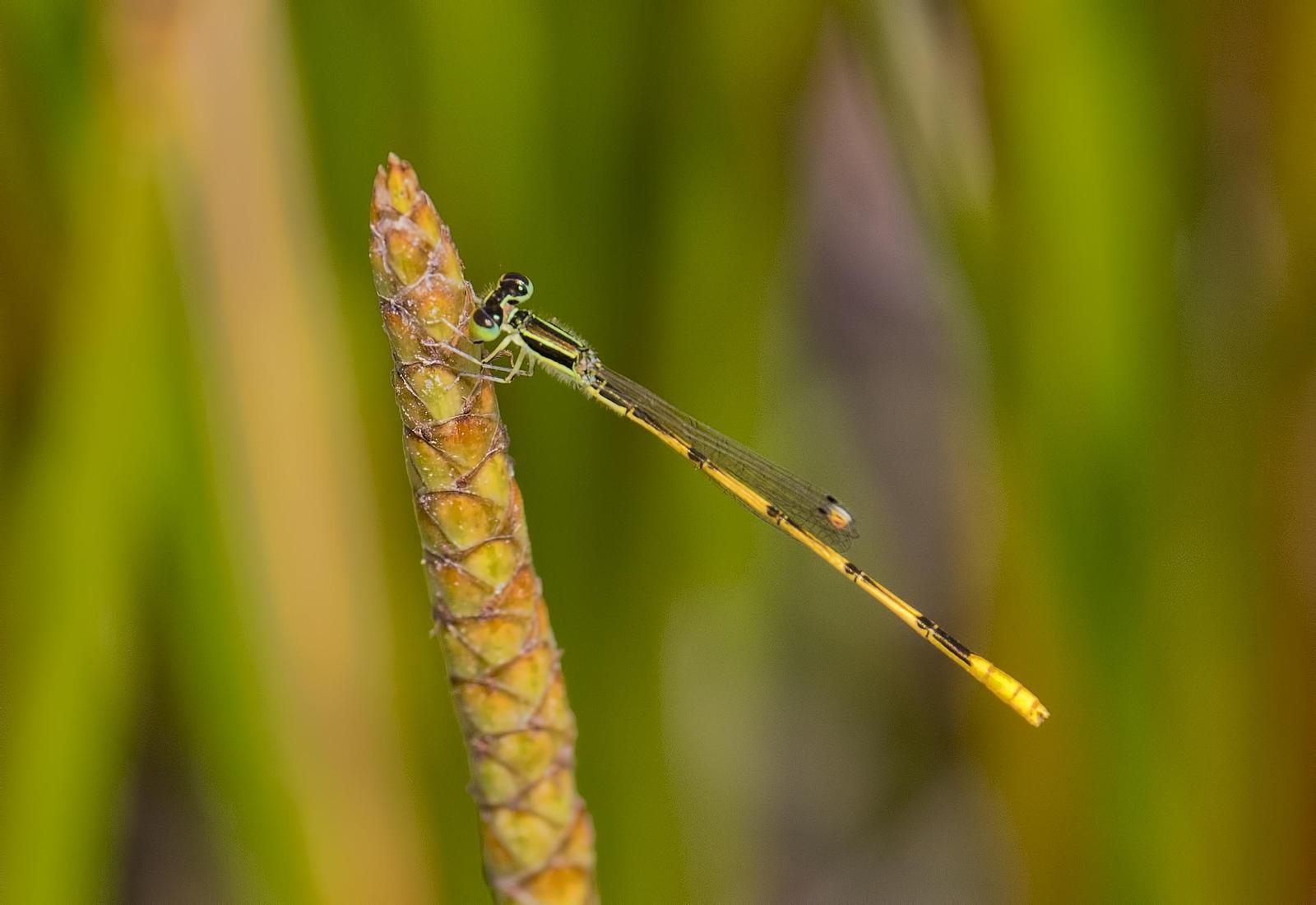 Citrine Forktail Photo by Michael Moore