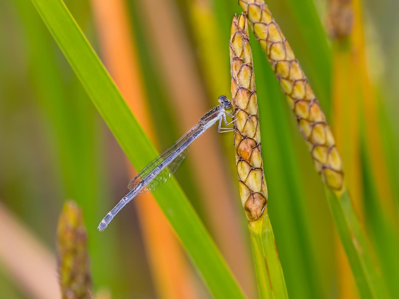 Citrine Forktail Photo by Michael Moore