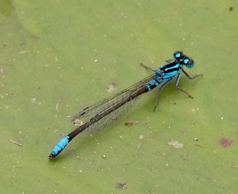 Lilypad Forktail Photo by marion dobbs