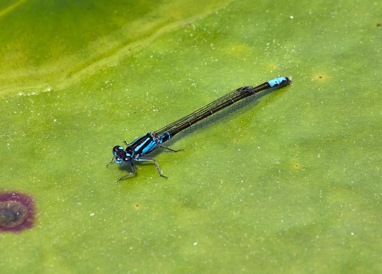 Lilypad Forktail Photo by Michael Moore