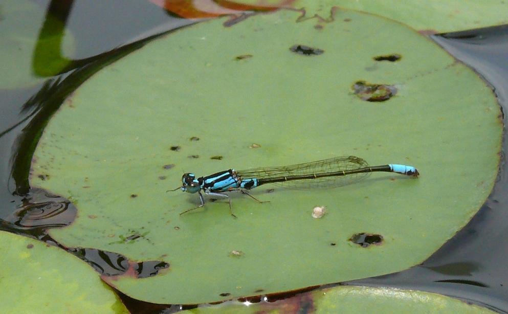 Lilypad Forktail Photo by Victor Fazio