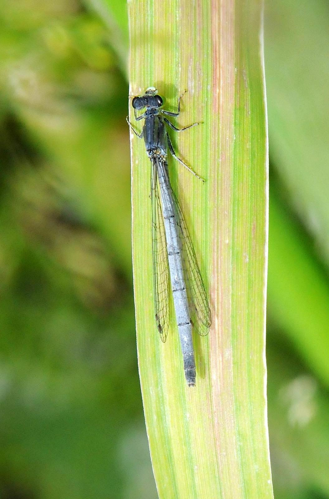 Western Forktail Photo by Steven Mlodinow