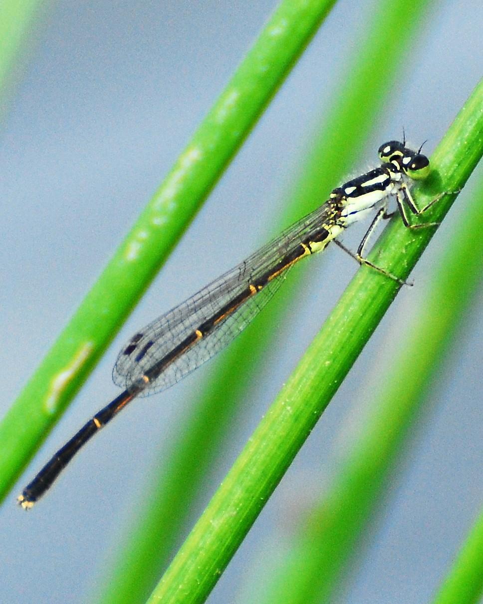 Fragile Forktail Photo by David Hollie
