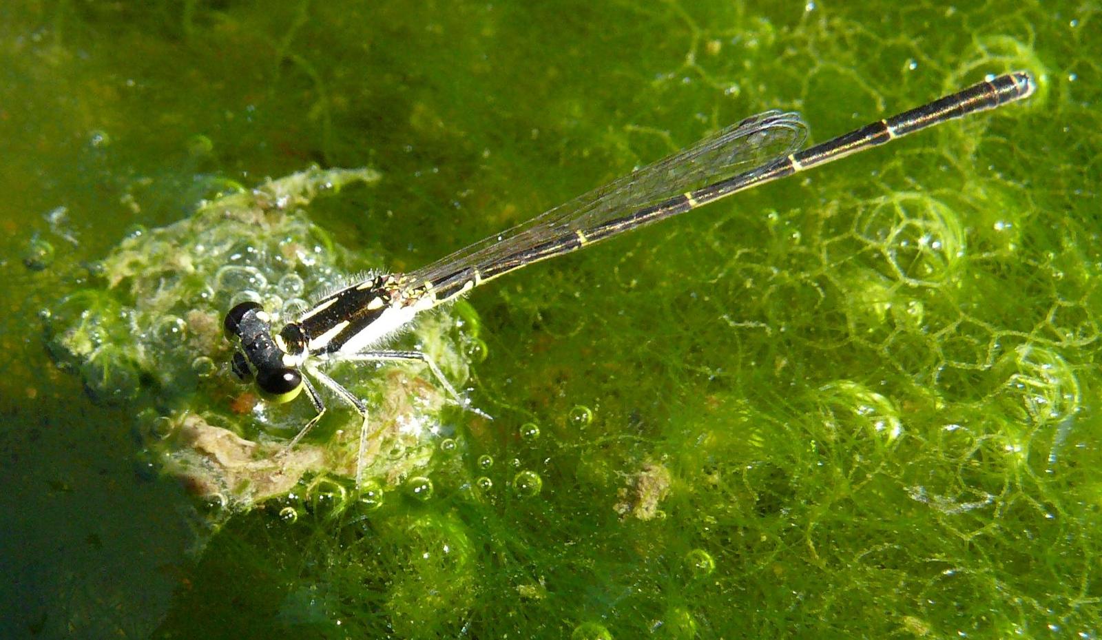 Fragile Forktail Photo by Victor Fazio