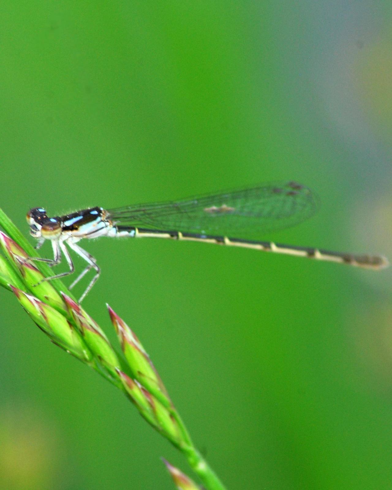 Fragile Forktail Photo by David Hollie