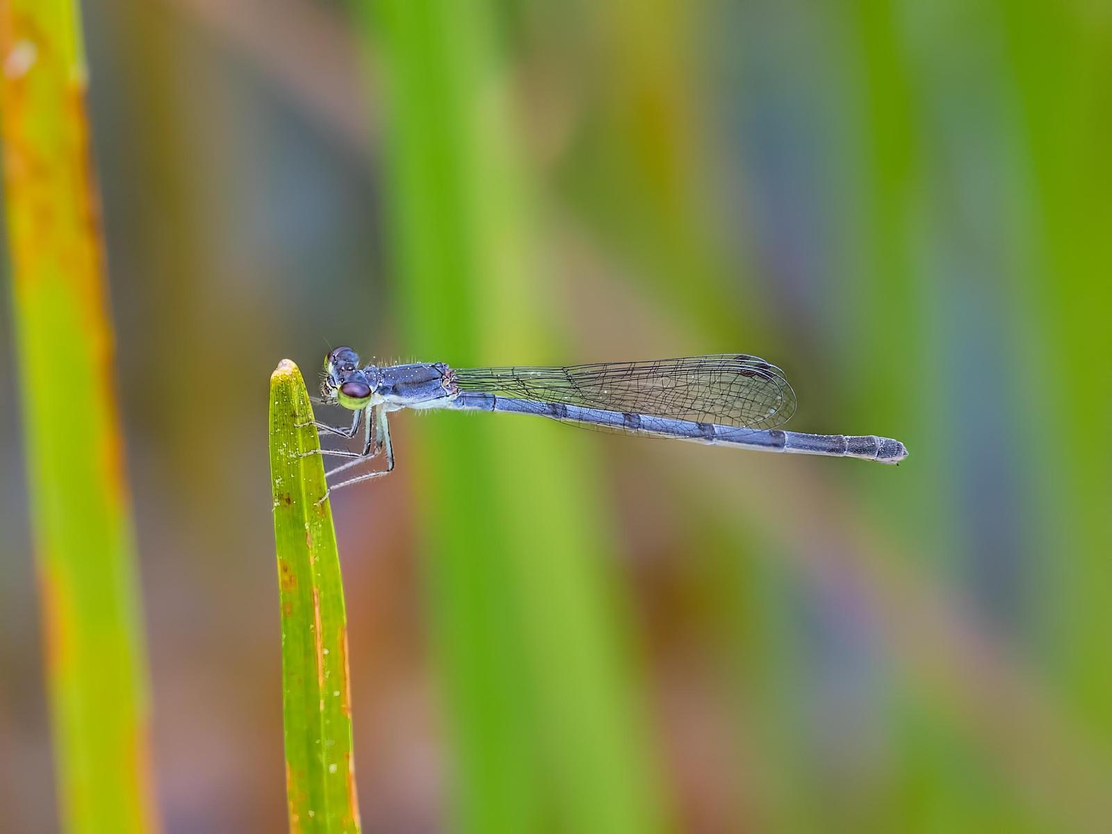 Fragile Forktail Photo by Michael Moore