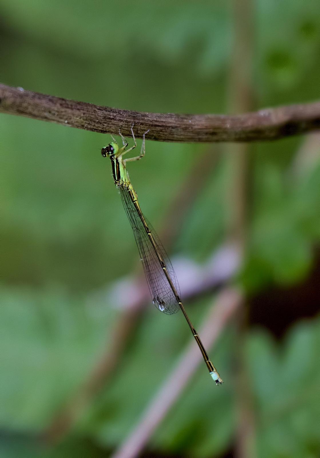 Furtive Forktail Photo by Michael Moore