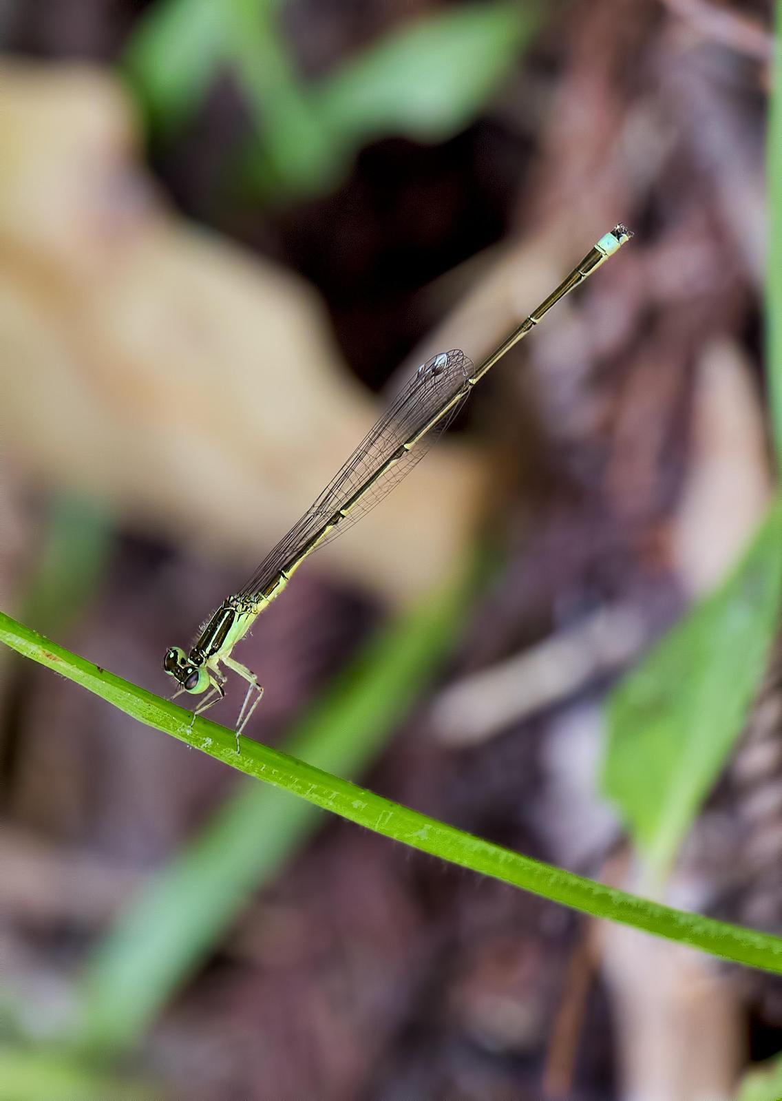 Furtive Forktail Photo by Michael Moore