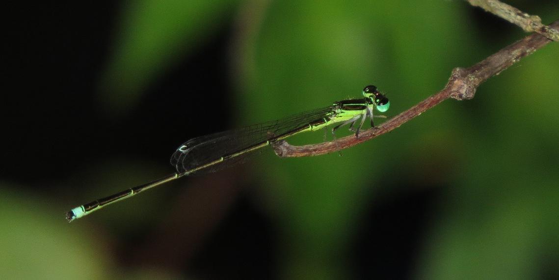 Furtive Forktail Photo by Victor Fazio