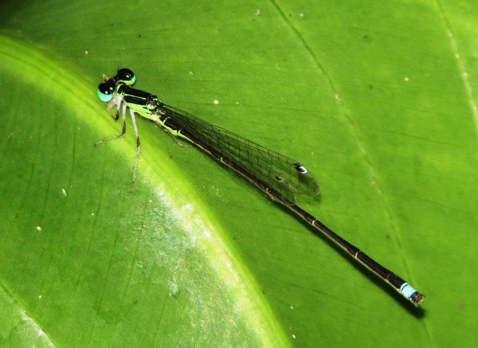 Furtive Forktail Photo by Victor Fazio