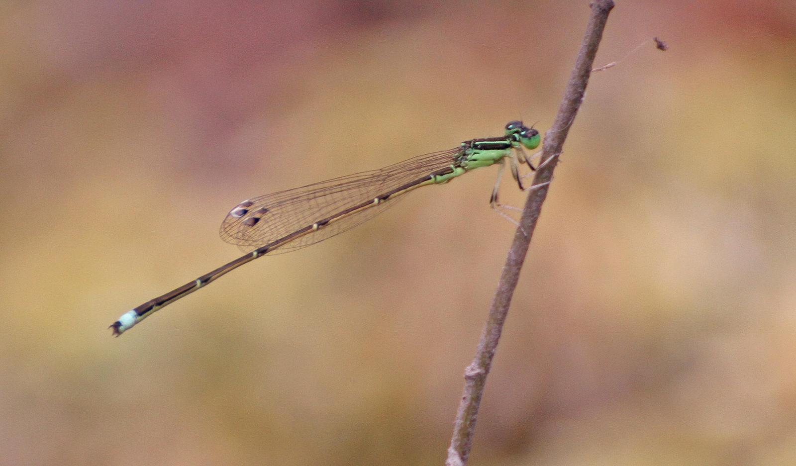 Furtive Forktail Photo by Andrew Theus