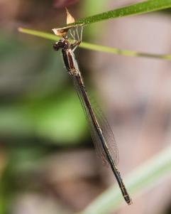 Furtive Forktail Photo by Tony Schoch