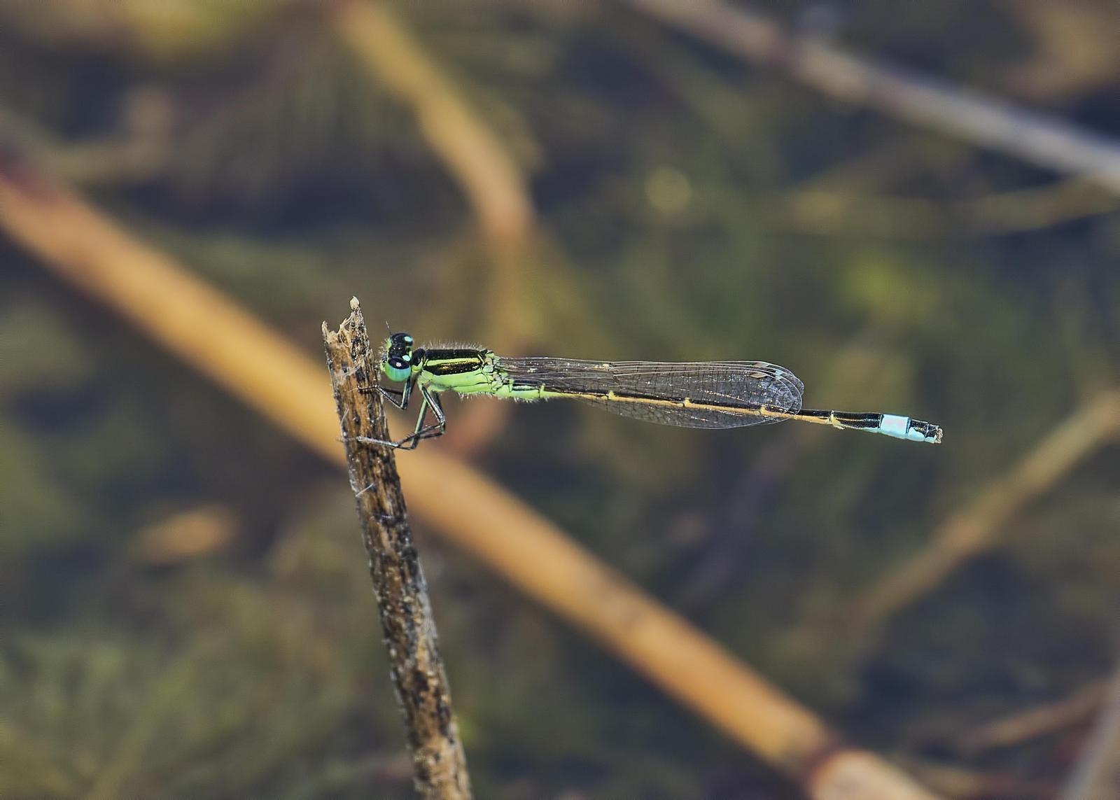 Rambur's Forktail Photo by Michael Moore