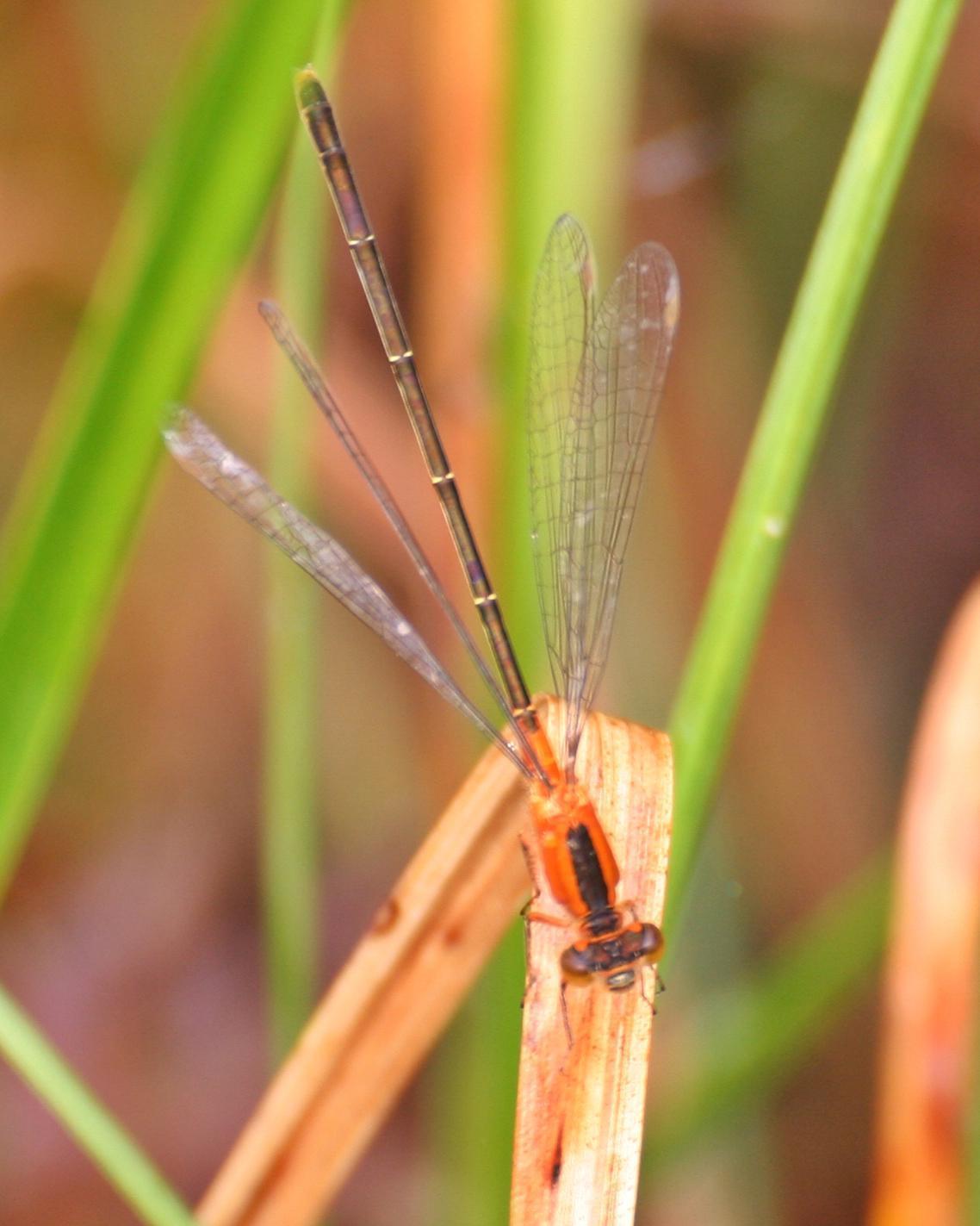Rambur's Forktail Photo by Andrew Theus