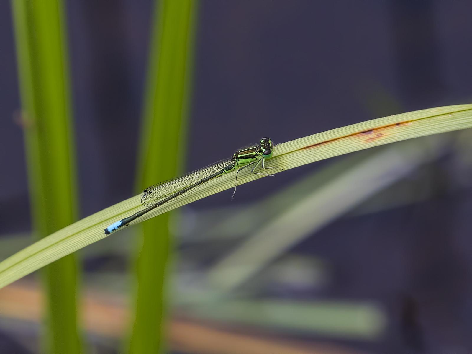 Eastern Forktail Photo by Michael Moore