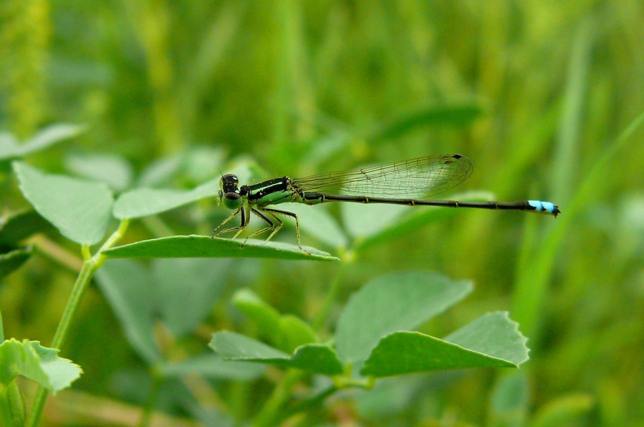 Eastern Forktail Photo by Victor Fazio