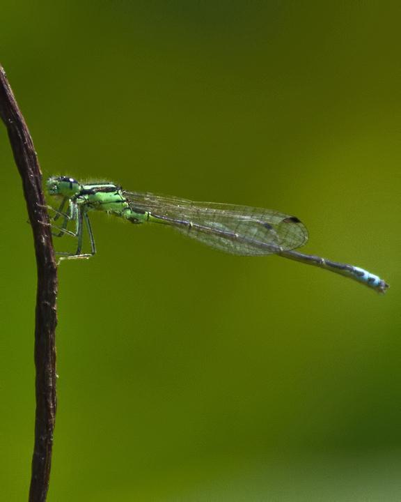 Eastern Forktail Photo by Rob Dickerson
