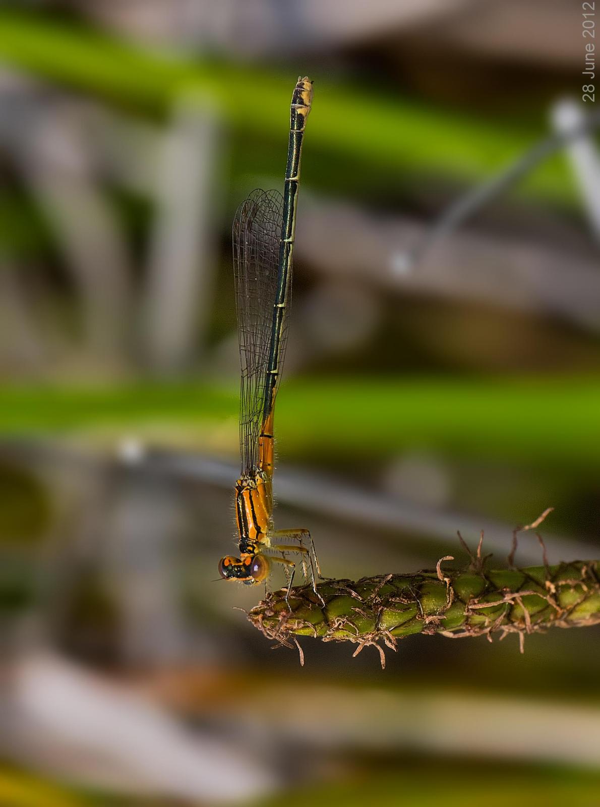 Eastern Forktail Photo by Michael Moore