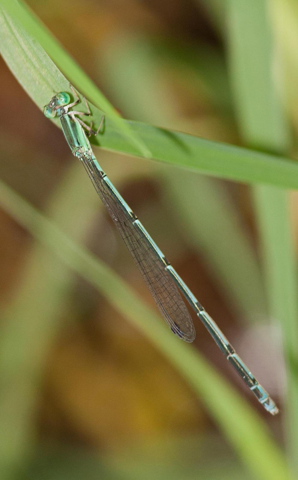 Cream-tipped Swampdamsel Photo by Terry Hibbitts
