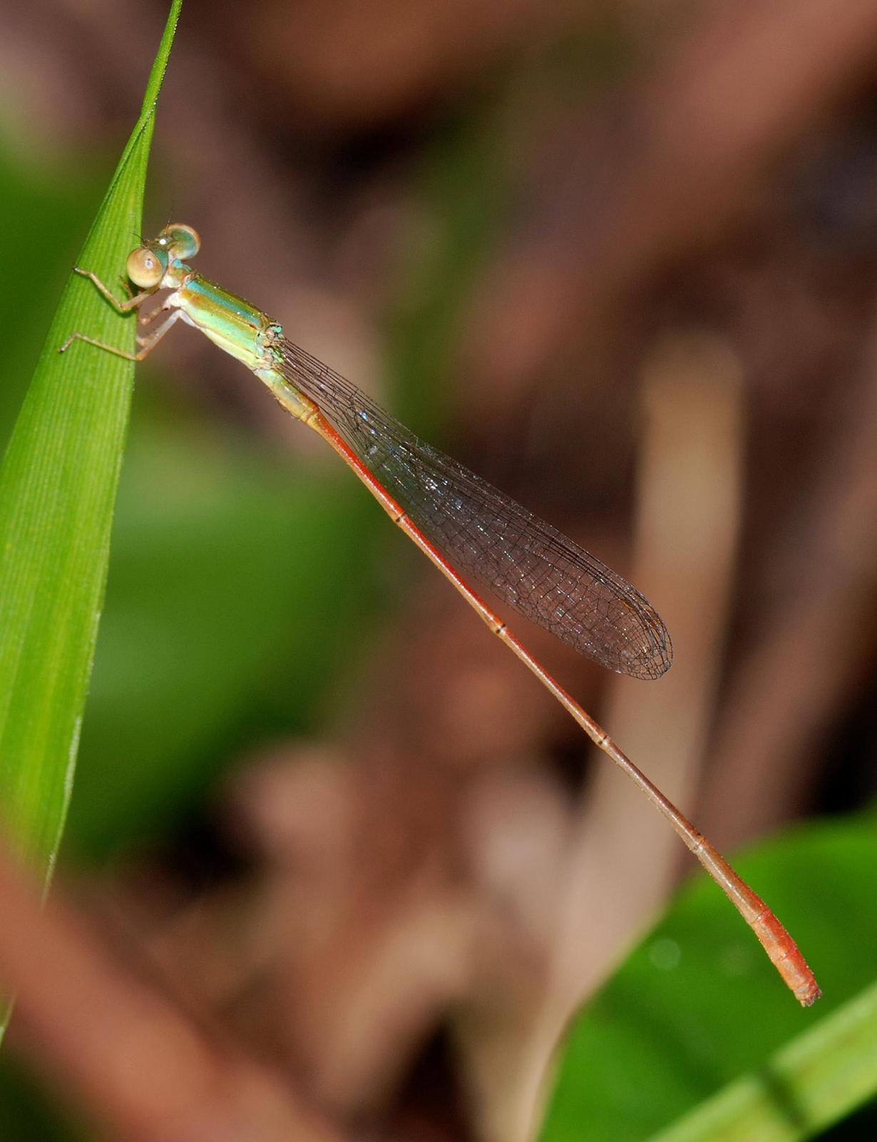 Red-tipped Swampdamsel Photo by Robert Behrstock