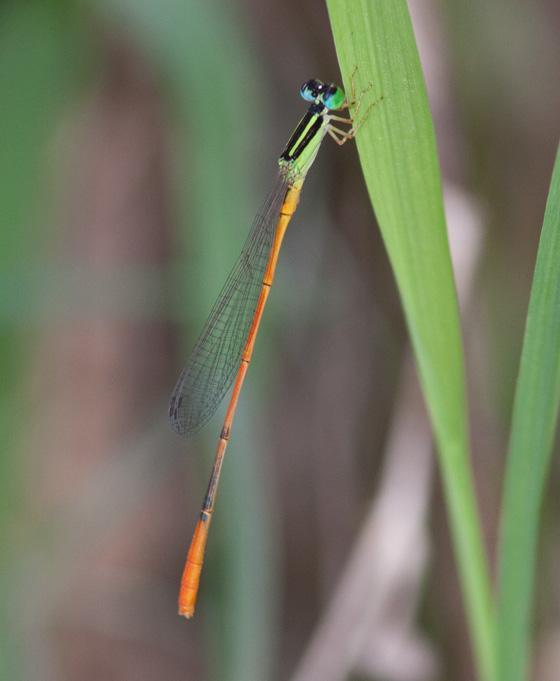 Red-tipped Swampdamsel Photo by Terry Hibbitts