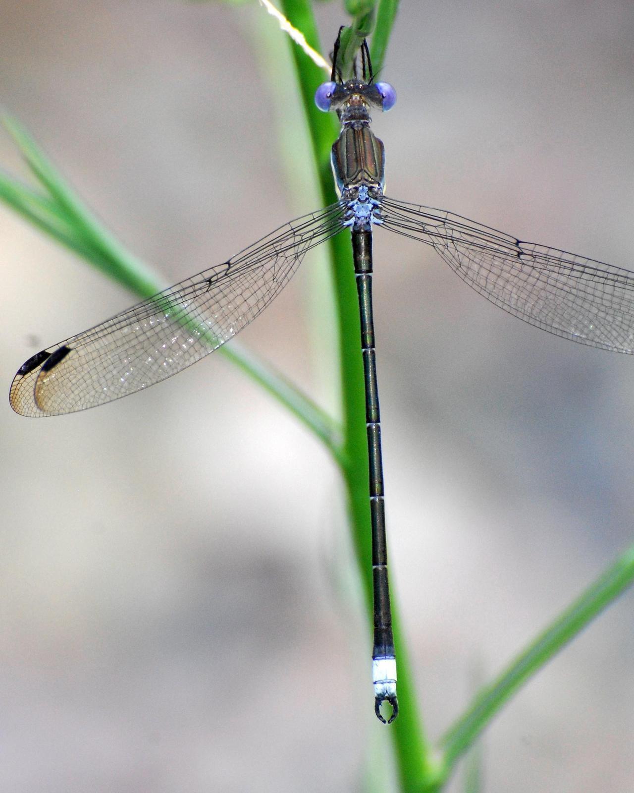 Great Spreadwing Photo by David Hollie