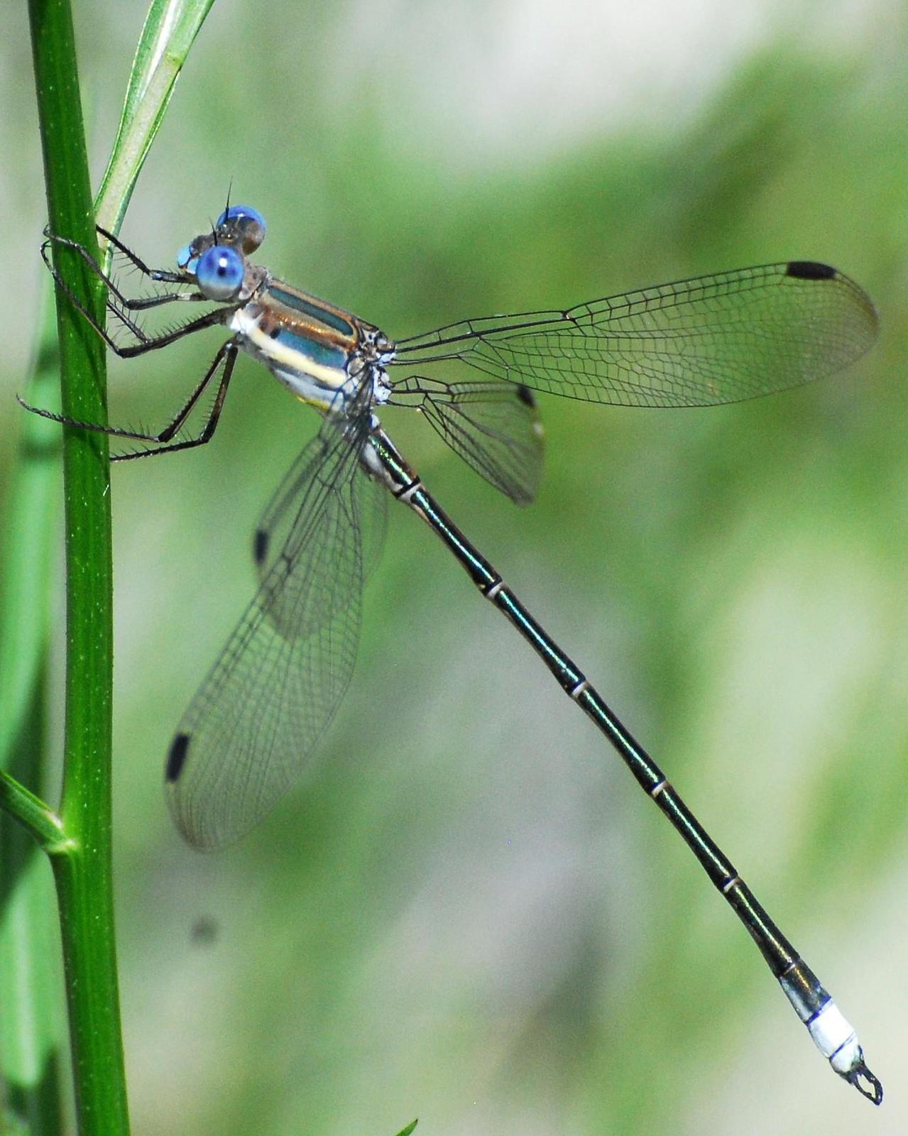 Great Spreadwing Photo by David Hollie
