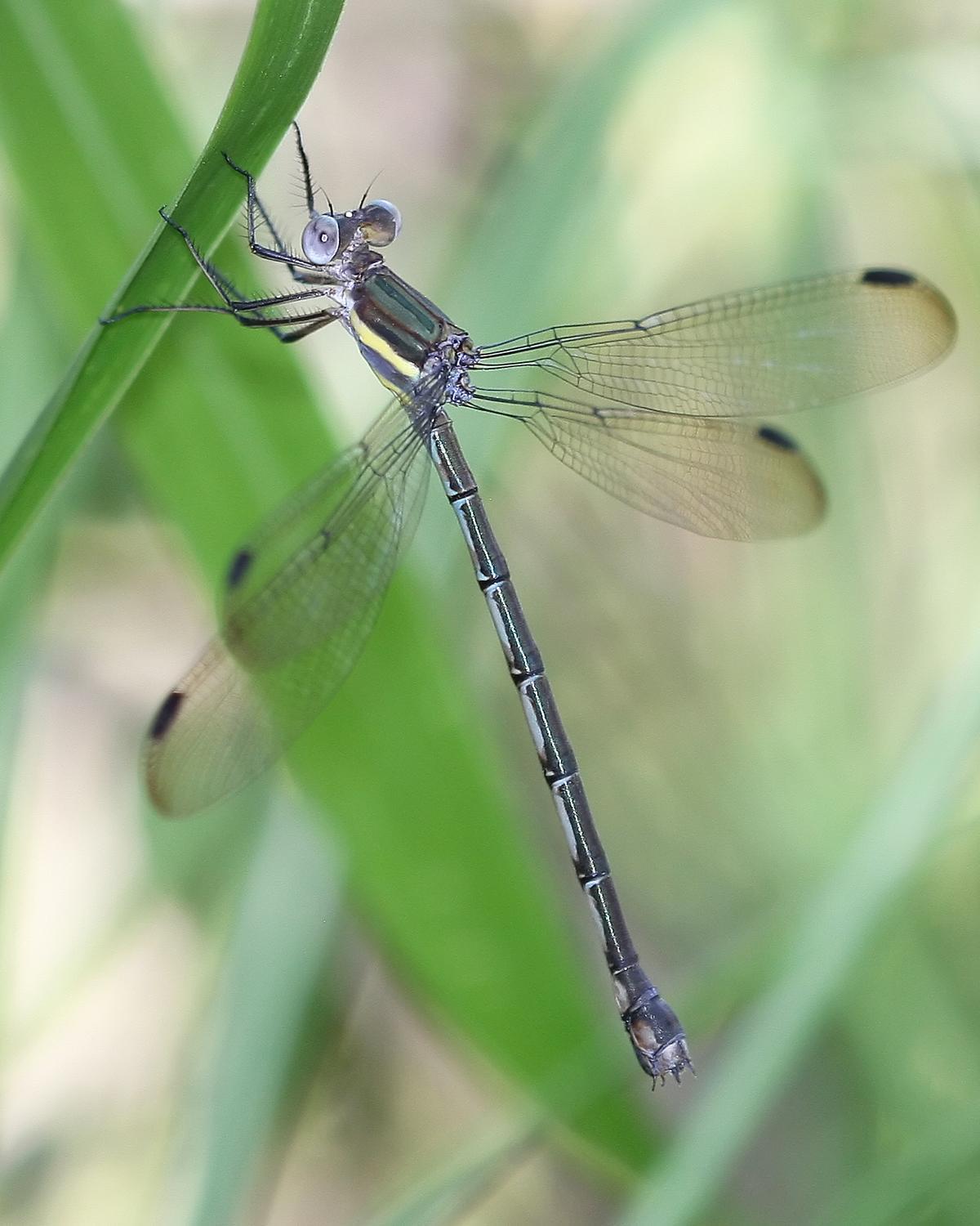 Great Spreadwing Photo by Steve Collins