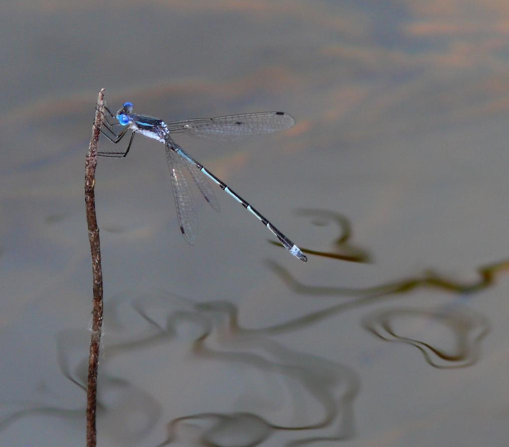 Southern Spreadwing Photo by Victor Fazio