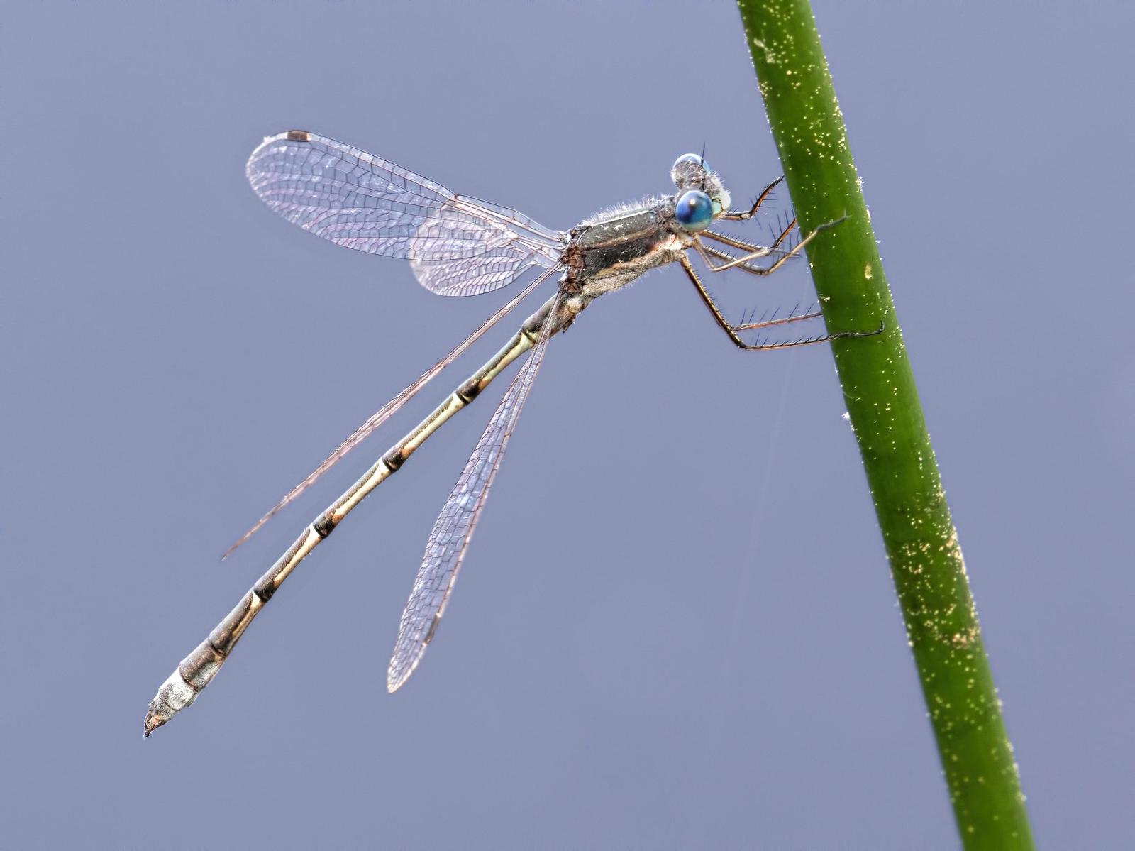 Southern Spreadwing Photo by Michael Moore
