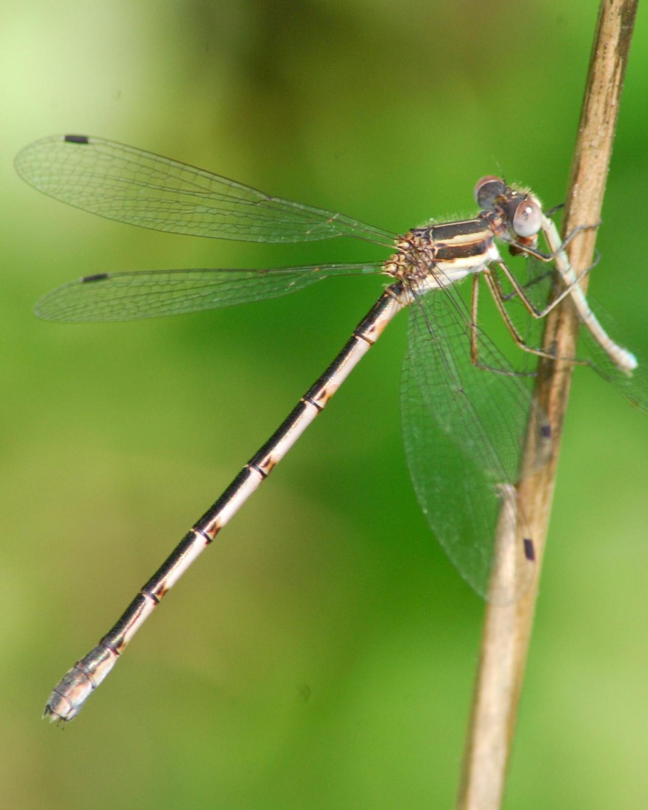Southern Spreadwing Photo by David Hollie