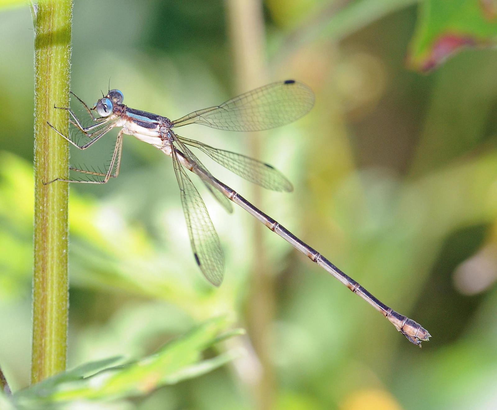 Southern Spreadwing Photo by marion dobbs