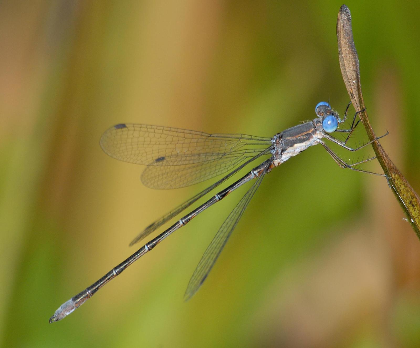 Spotted Spreadwing Photo by marion dobbs