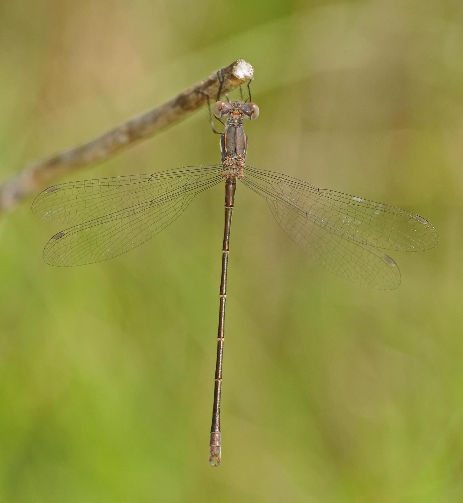 Spotted Spreadwing Photo by marion dobbs