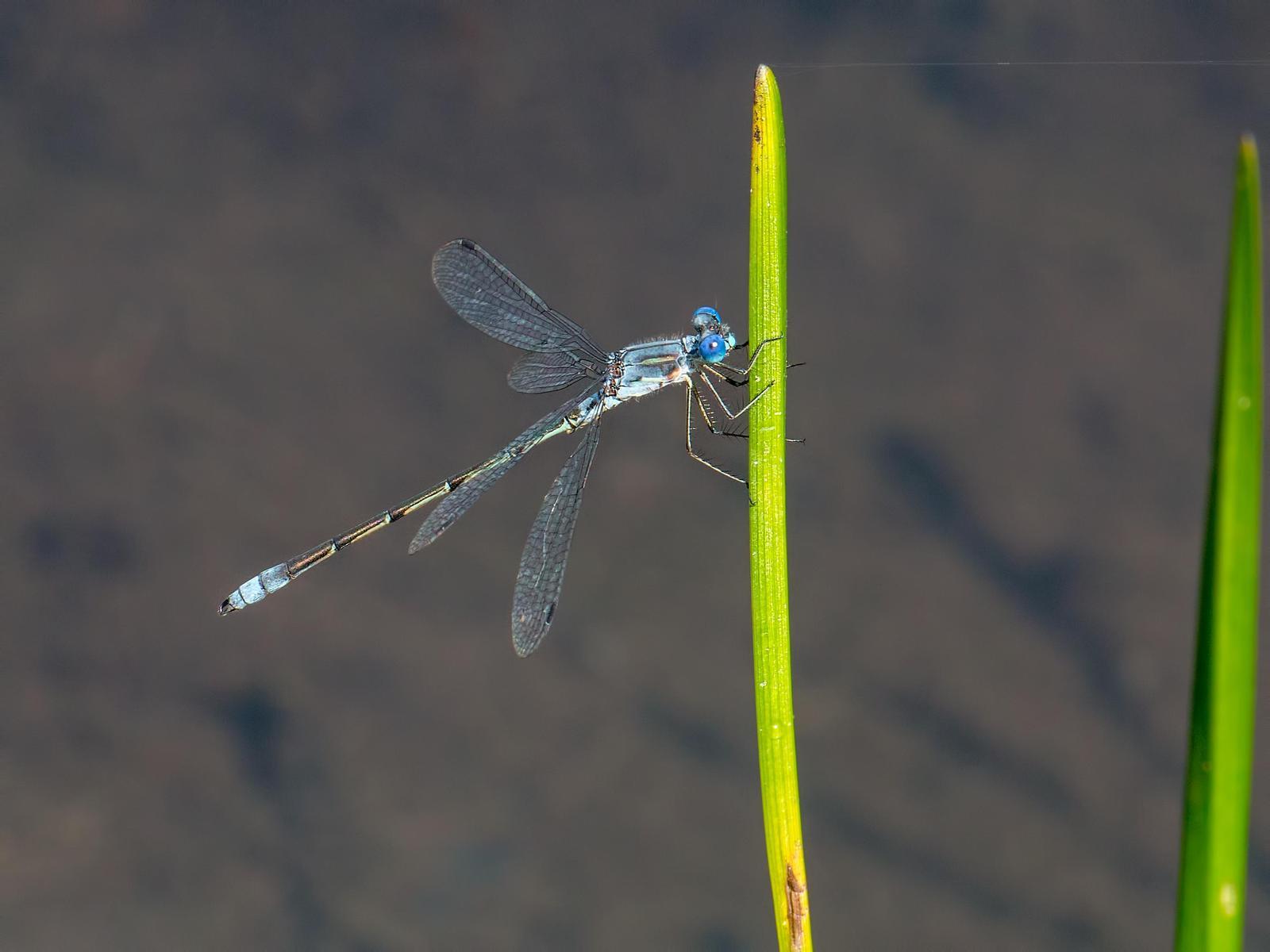 Northern Spreadwing Photo by Michael Moore