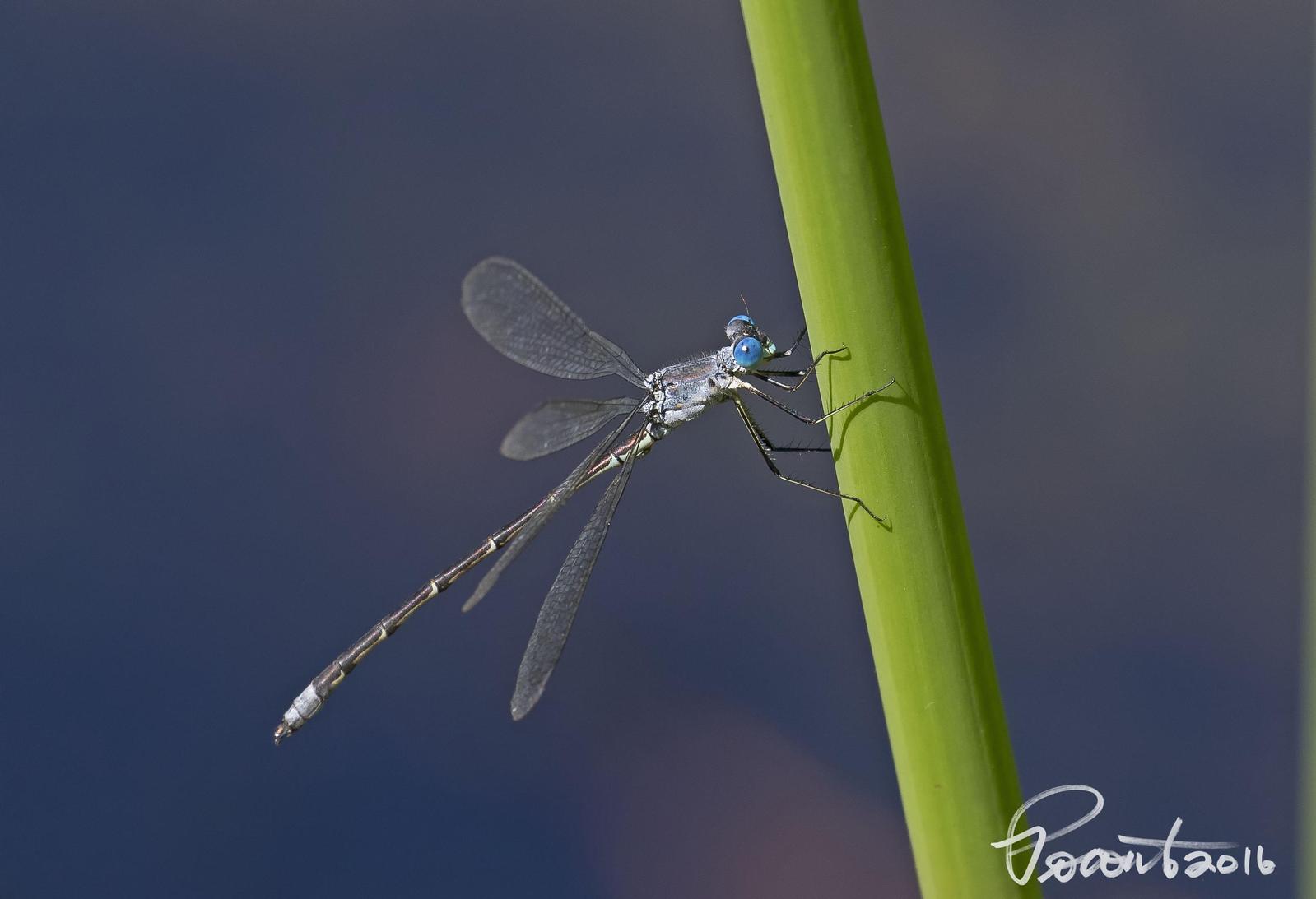 Northern Spreadwing Photo by Paul Poronto
