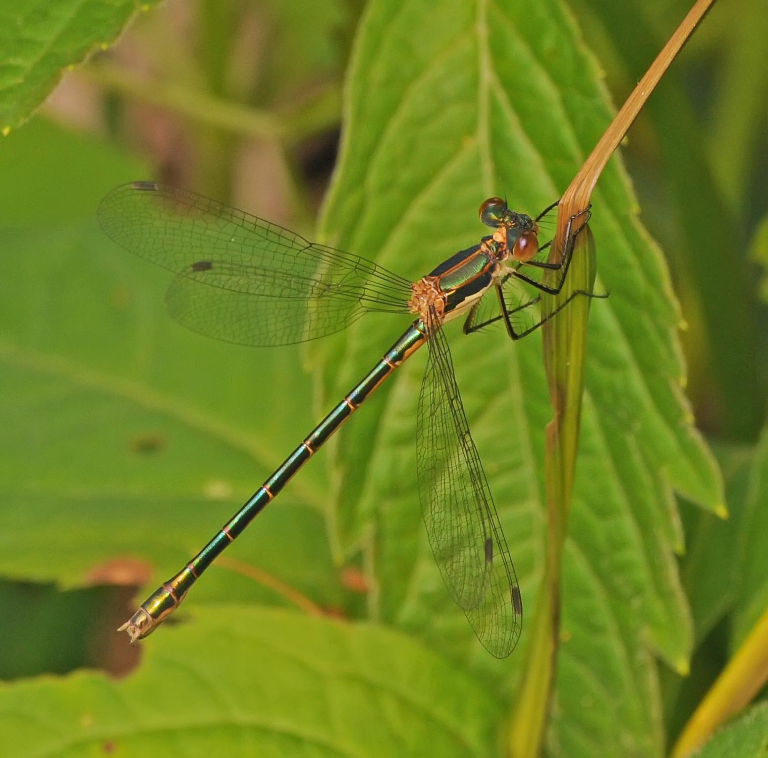 Emerald Spreadwing Photo by marion dobbs