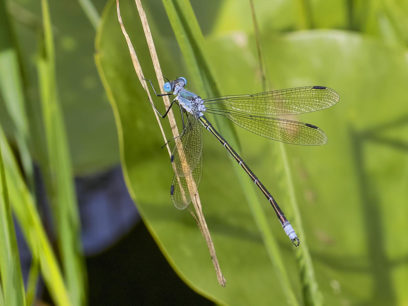 Amber-winged Spreadwing Photo by Michael Moore