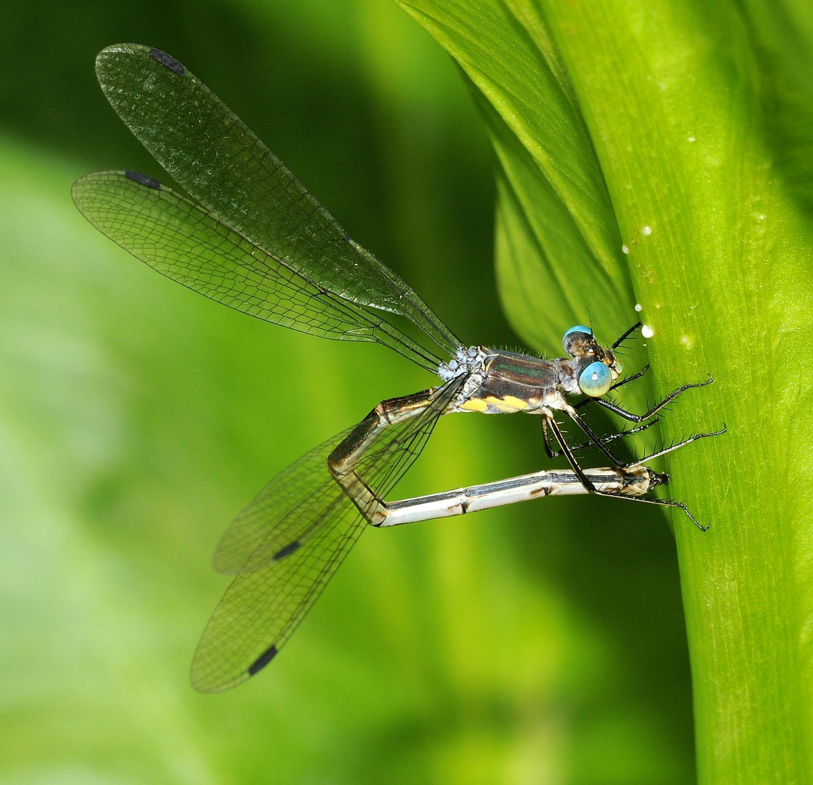 Amber-winged Spreadwing Photo by marion dobbs