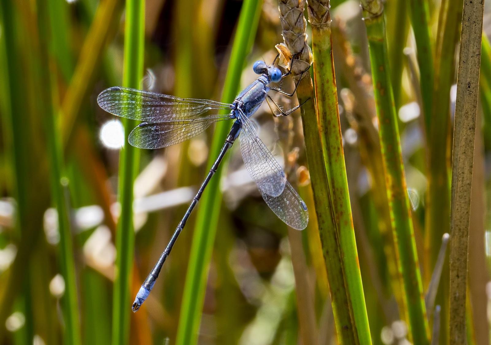 Sweetflag Spreadwing Photo by Michael Moore