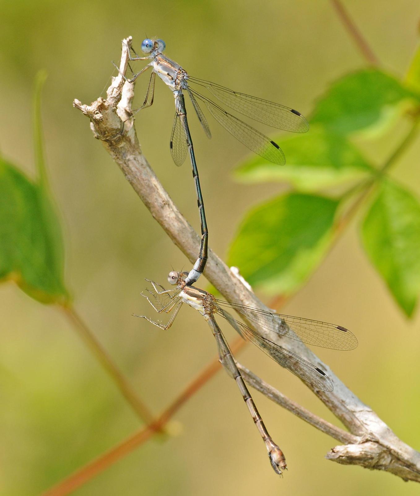 Sweetflag Spreadwing Photo by marion dobbs