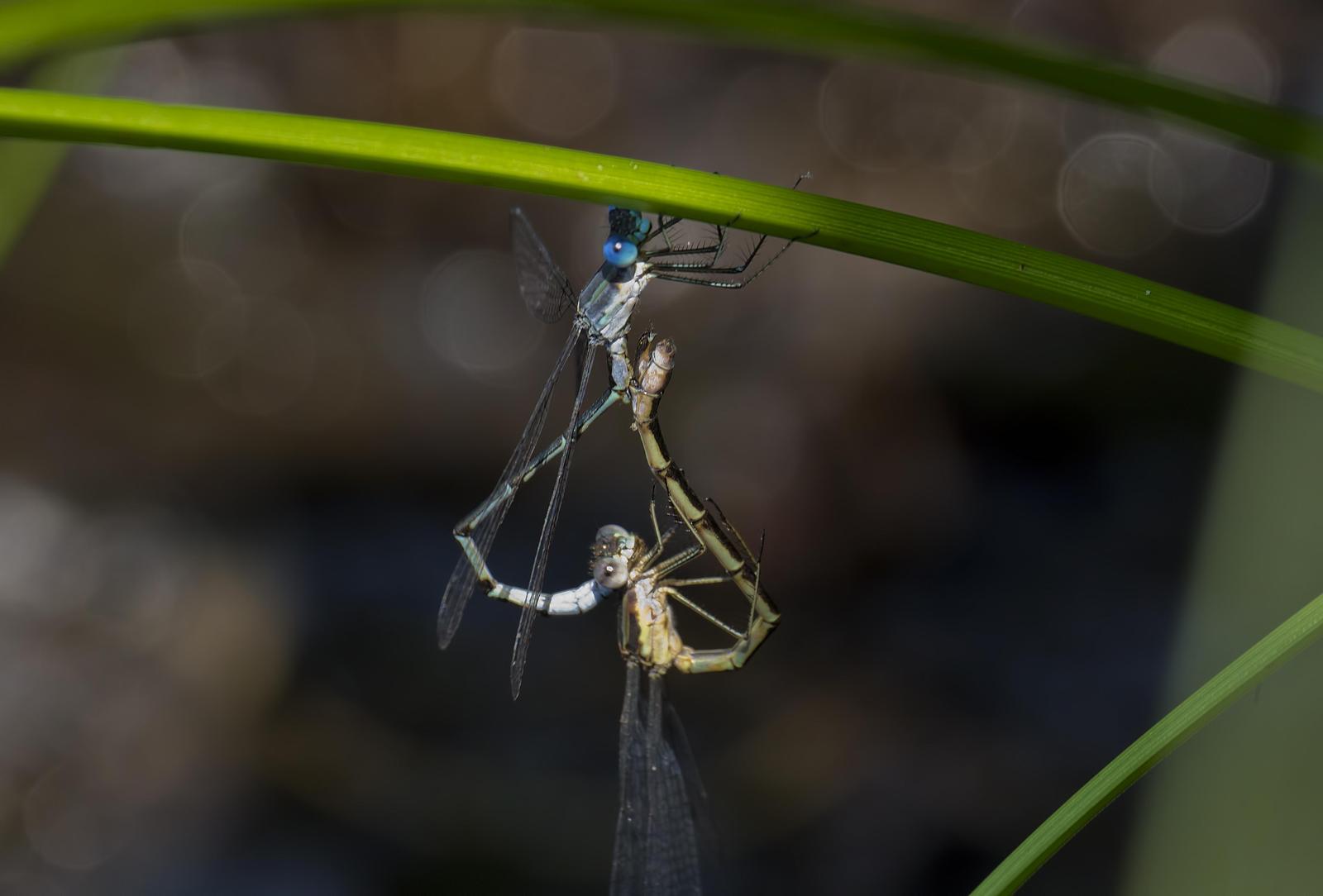 Sweetflag Spreadwing Photo by Michael Moore