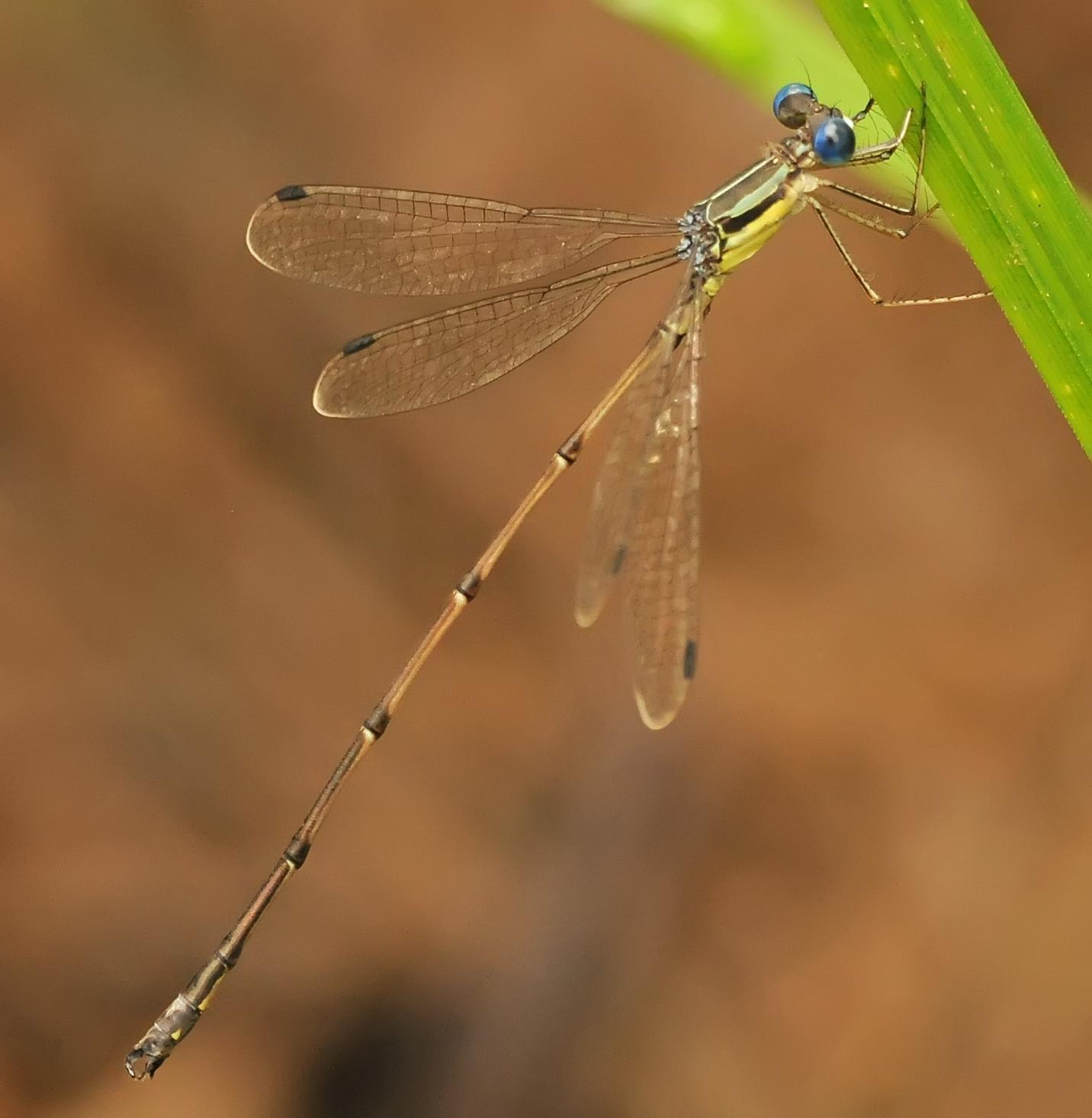 Slender Spreadwing Photo by marion dobbs